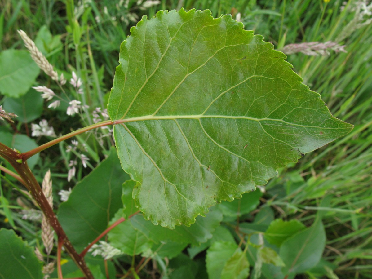 POPULUS X CANADENSIS «EUROAMERICANA» Vostres Vivers